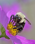 Bumblebee on Cosmo 5241